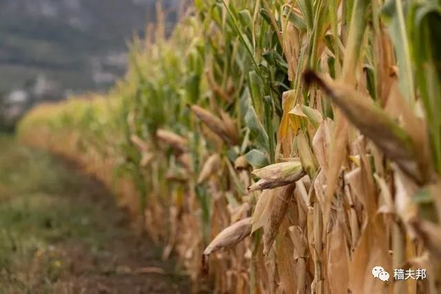 高温对农作物有哪些危害？一文让您知道如何预防和应对！
